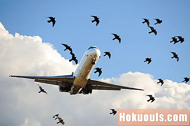 Golpes de pájaros de aviones: un peligro creciente