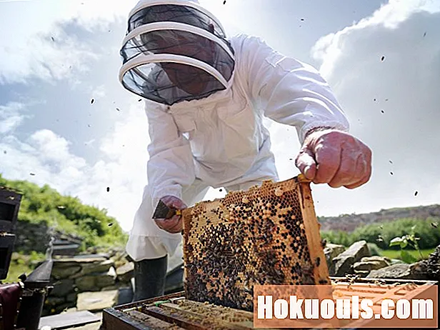 Mehiläishoitajan uraprofiili ja Job Outlook - Ura