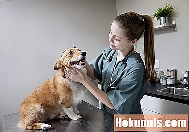 Lägresupplevelser för framtida veterinärer