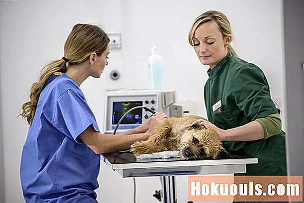 Technicien vétérinaire en pratique clinique
