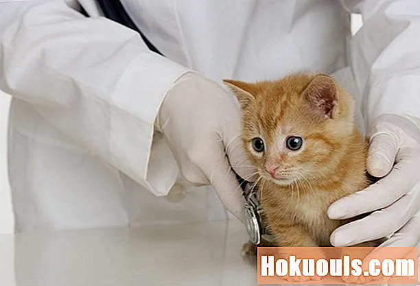 طبيب بيطري القطط