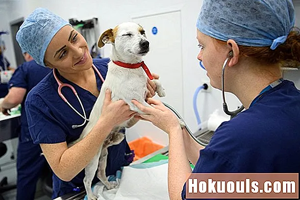 Πόσο κάνουν οι κτηνίατροι;
