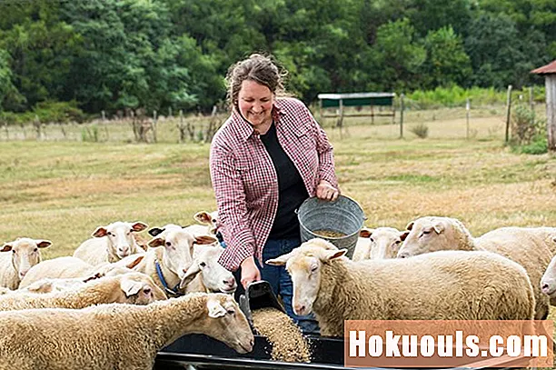 چگونه می توان یک کشاورز گوسفند شد