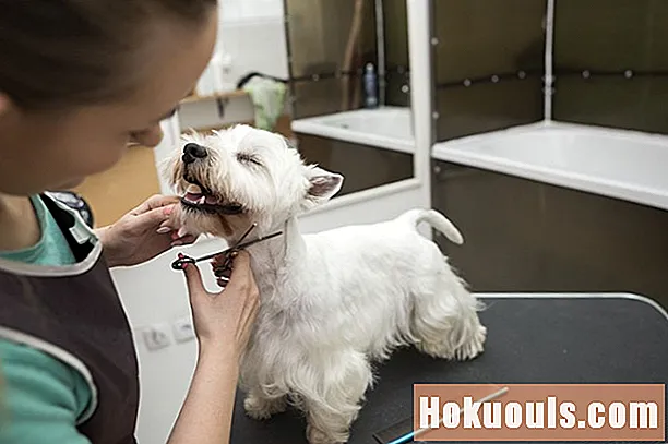 Com obtenir una certificació de groomer per a gossos