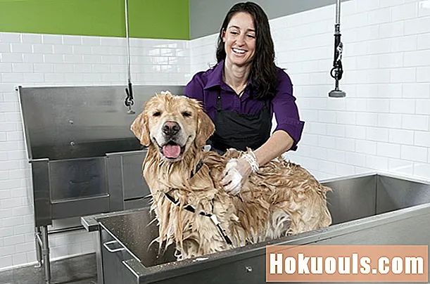 セルフサービスの犬の洗濯ビジネスを開始する方法