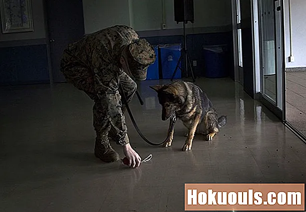 K-9犬はアメリカ海兵隊のメンバーを保護する