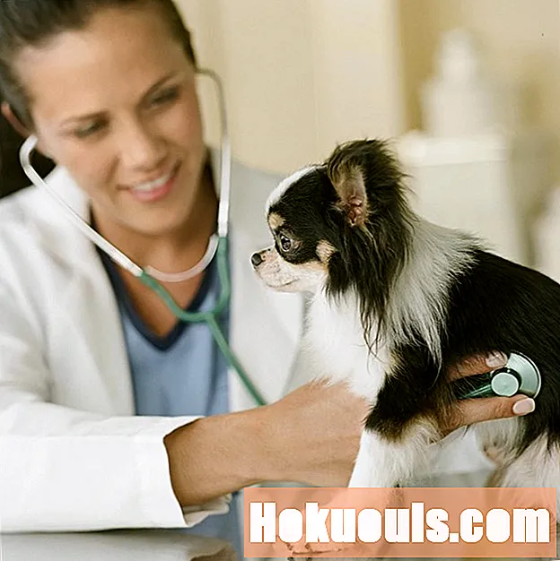 Μάθετε για το να είστε ανακουφισμένος κτηνίατρος