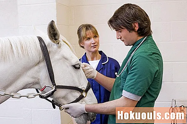 Научете как да бъдете ветеринар за конете