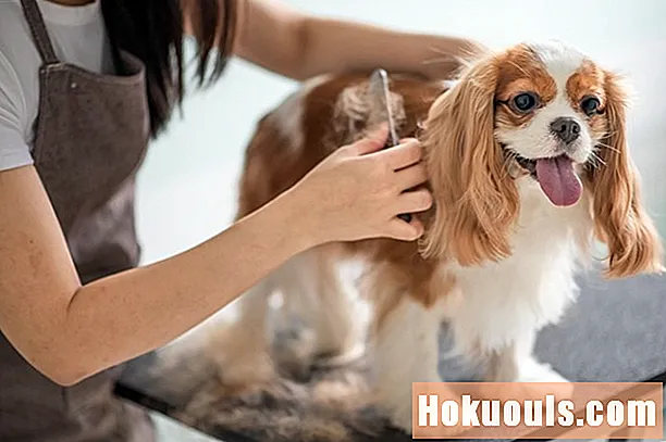Saznajte više o profesionalnoj certifikaciji pasa za groomer - Karijera