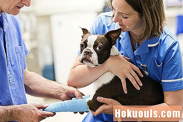 Aprenda cómo ingresar a la escuela veterinaria