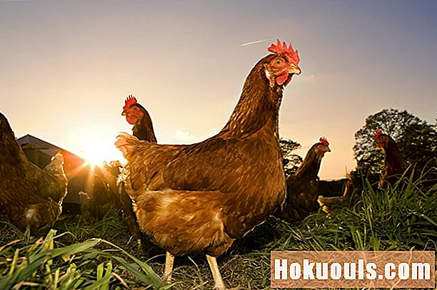 Poultry Farmer Jobbbeskrivning