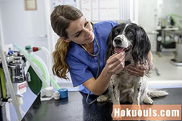 Estágios pré-veterinários para veterinários aspirantes