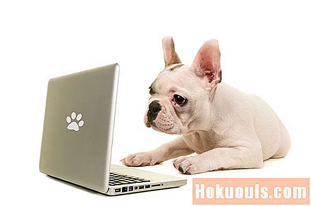 The Allure of Online Pet Stores
