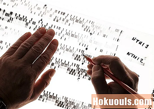 DNR analitiko darbas