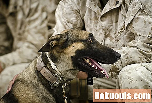 USMC Çalışan Köpek Taşıyıcı İş Tanımı (MOS 5812)