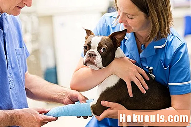 Mobilne veterinarske ambulante in kako začeti