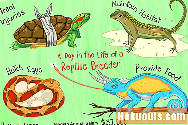 Ano ang Ginagawa ng Reptile Breeders?