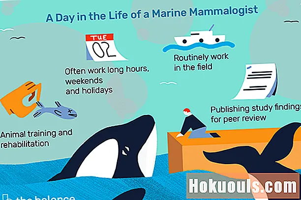 Что делает морской маммолог?
