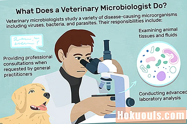 Ветеринардык микробиолог эмне кылат?