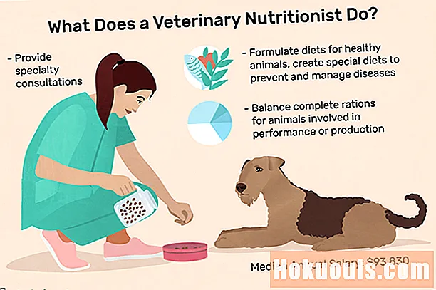 Mida teeb veterinaar-toitumisspetsialist?