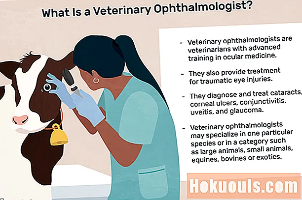 Hvad gør en veterinær øjenlæge?