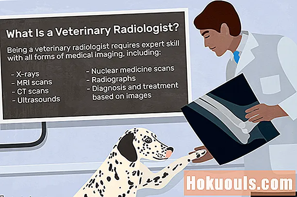 Čo robí veterinárny rádiolog?