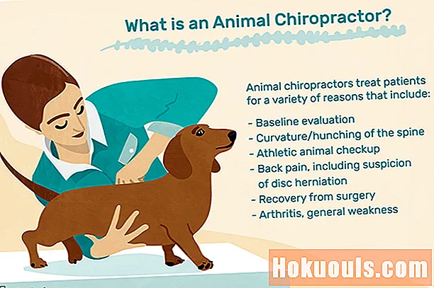 ¿Qué hace un quiropráctico animal?