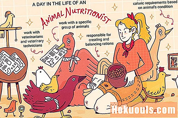 Que fait un nutritionniste animal?