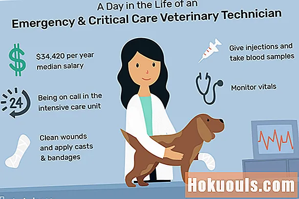 Wat doet een nood- en intensive care-dierenarts?