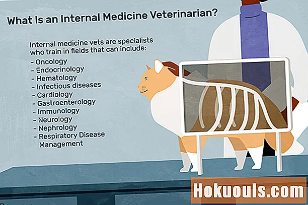 Was macht ein Tierarzt für Innere Medizin?